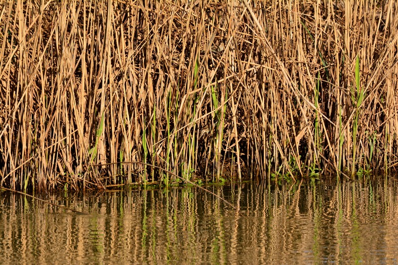 Chi sta facendo cu-cu?